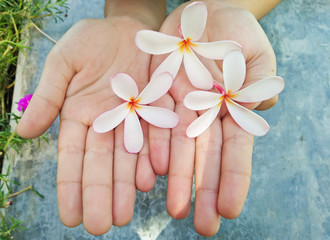 Plumeria flowers are white