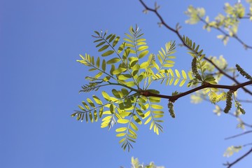 Spring morning  mood