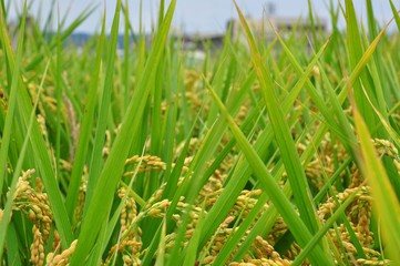 Rice field in Taiwan