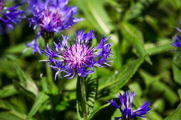 Flowers of a cornflower in greenery is close