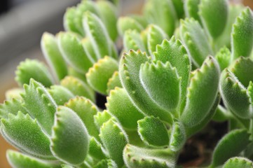 Succulent Plants - Cotyledon tomentosa - obrazy, fototapety, plakaty