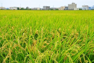 Rice field in Taiwan