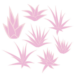 Fototapeta na wymiar Aloe Vera, succulent plant, flower set isolated on white background. Vector illustration.