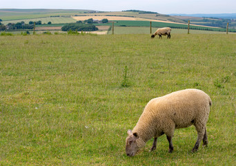 Fototapeta premium Sheep in a field