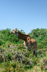 Giraffe eating leaves, Giraffe standing in bushes and eating, Game park, South Africa