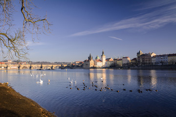 Swans. The Vltava River, Prague.