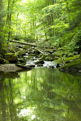 Temperate Rain Forest, Moss Ferns And Other Greenery