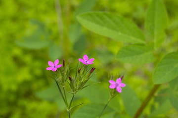 Natural Occuring Wild Flowers Of Pennsylvania