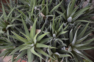 Cactus Kaktus Canary Islands