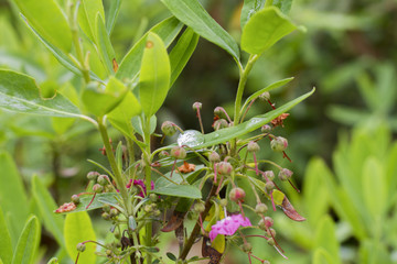 Temperate Rain Forest, Moss Ferns And Other Greenery