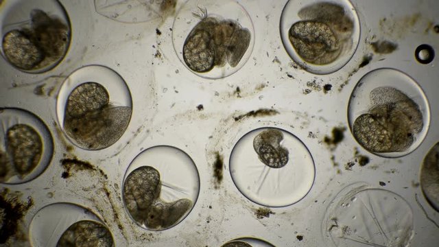 movement of the eggs of the Snail Planorbis under a microscope