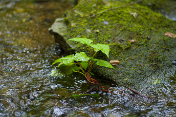 Temperate Rain Forest, Moss Ferns And Other Greenery