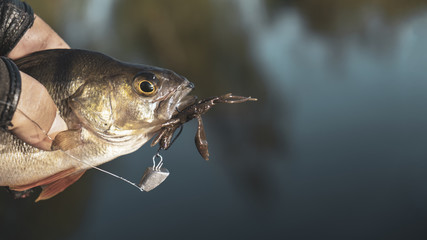 Perch in the fisherman's hand.