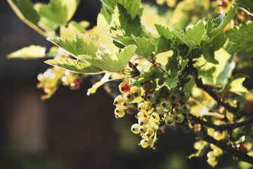 The immature berries of red currants.