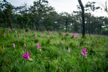 Siam tulip or Krachai flowers in the wild