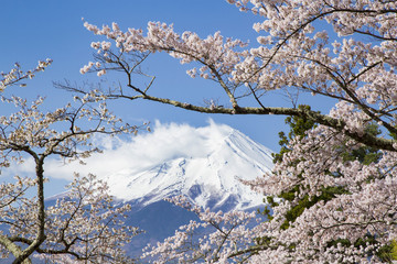 Mt. Fuji and cherry blossoms
