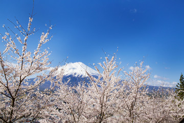 Mt. Fuji and cherry blossoms