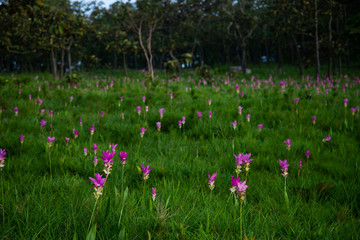 Siam tulip or Krachai flowers in the wild