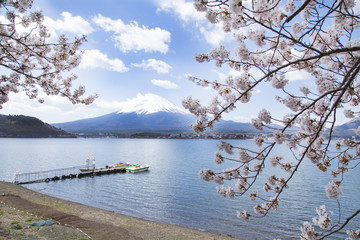 Cherry blossoms and Mt.fuji on the Kawaguchi Lake shore