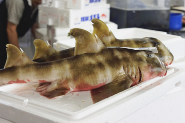 Requin dormeur à crête