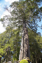 Fototapeta premium Sacred grove in Kitaguchi Hongu Fuji Sengen Shrine 