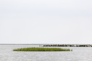 Wadden sea, Danish coastline