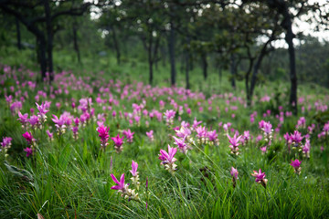 Siam tulip or Krachai flowers in the wild