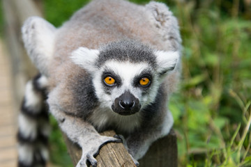 one single lemur staring at the spectator