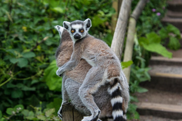 Baby lemur on her mo's back, looking back at the spectator 