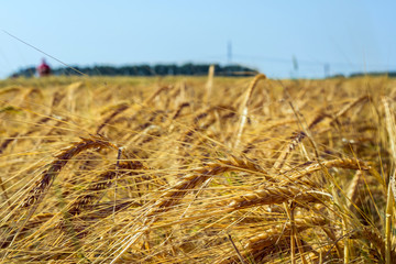 Spikelets of green barley, clogged with heavy grains, against the background of the field and sky