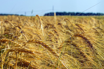 Spikelets of green barley, clogged with heavy grains, against the background of the field and sky