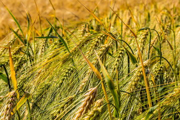 Spikelets of green barley, clogged with heavy grains, against the background of the field and sky