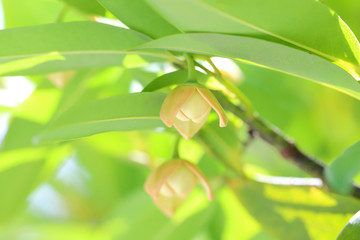 Melodorum fruticosum leaf and yellow flower on blurred background.