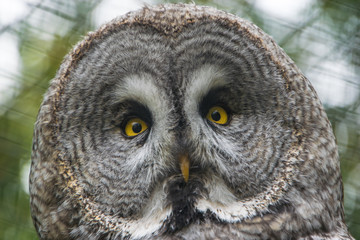 Owl portrait, close up, head only