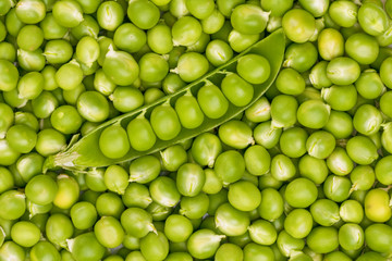 Opened pod of green peas against the backdrop of many green peas. Background
