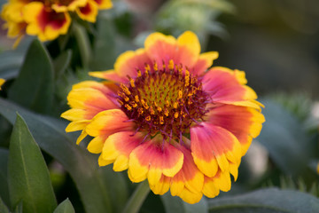Kokardenblume