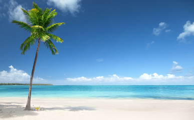 Obraz na płótnie Canvas palm and beach