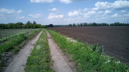 Fototapeta na wymiar green road in a normal rural field