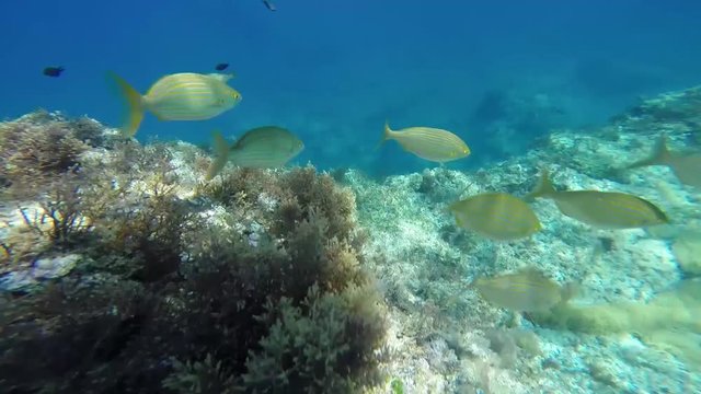 Primer plano de un banco de sarpa salpa en el mar Mediterr&aacute;neo. 