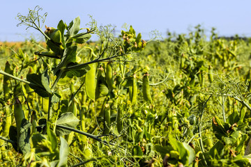 pea beans on plants, in the field, against a background of pure sunny sky