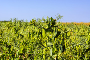 Fototapeta na wymiar pea beans on plants, in the field, against a background of pure sunny sky