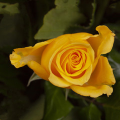 A bud of a bright yellow rose against a background of dark green leaves.