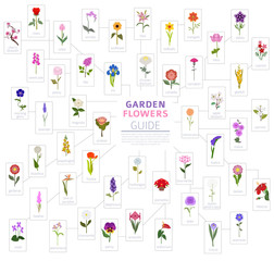 Obraz premium Your garden guide. Top 50 most popular flowers infographic