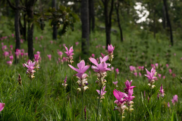 Fototapeta premium Krachai flowers in the wild