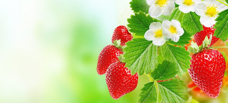 red summer ripe strawberries
