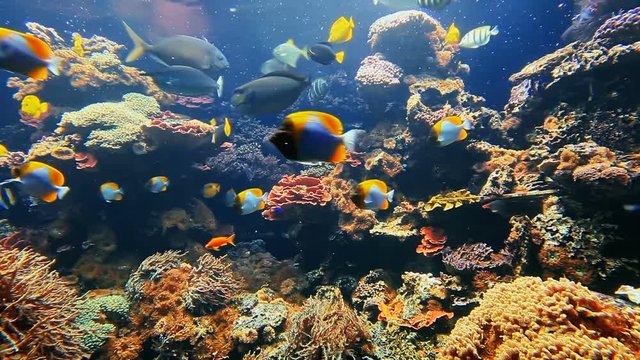 Colorful tropical fish on coral reef