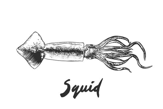 Vector engraved style illustration for posters, decoration and print. Hand drawn sketch of squid in monochrome isolated on white background. Detailed vintage woodcut style drawing.