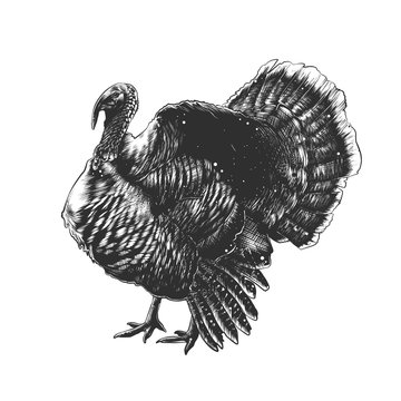 Vector engraved style illustration for posters, decoration and print. Hand drawn sketch of turkey in monochrome isolated on white background. Detailed vintage woodcut style drawing.