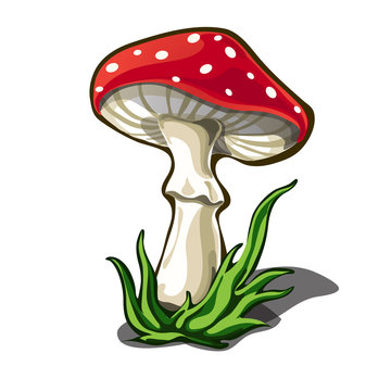 Beautiful fly agaric isolated on white background. Poisonous mushrooms. Vector cartoon close-up illustration.