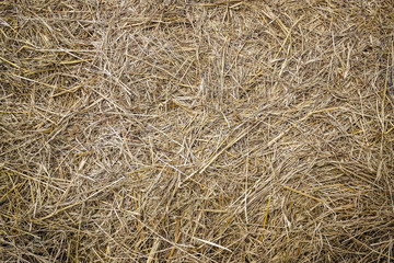 Hay, straw, grass.